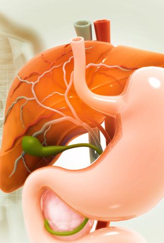 gallbladder