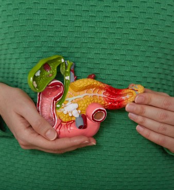 digestive system