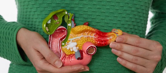 digestive system