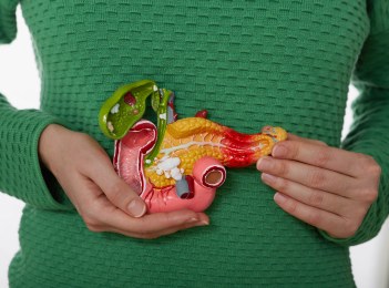 digestive system